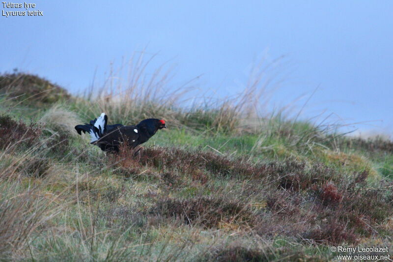 Black Grouse male adult breeding