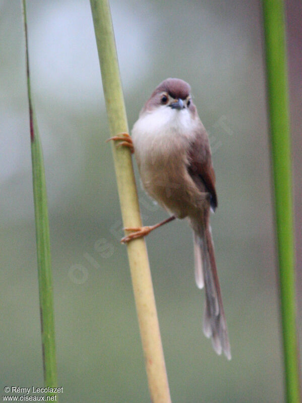 Yellow-eyed Babbler