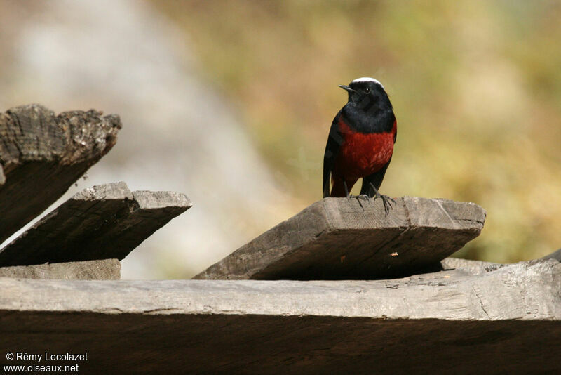 White-capped Redstart