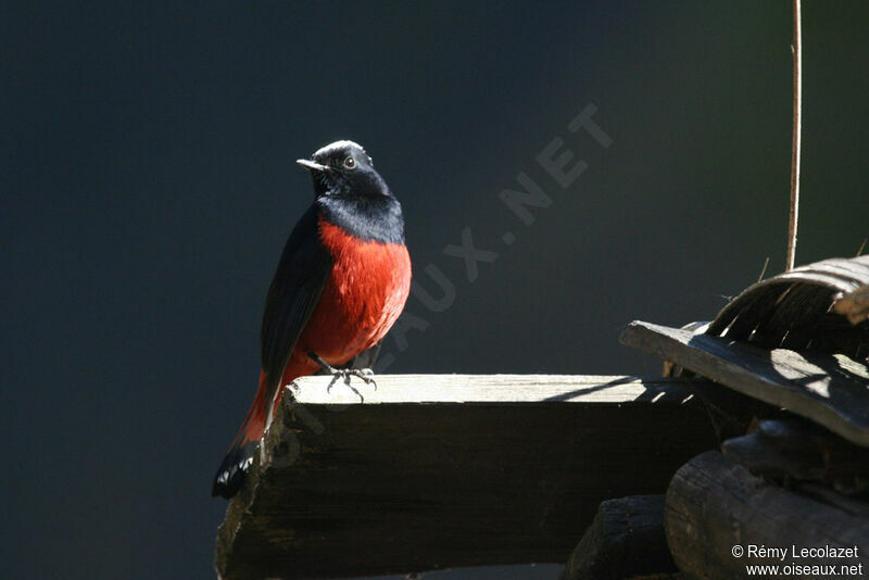 White-capped Redstart