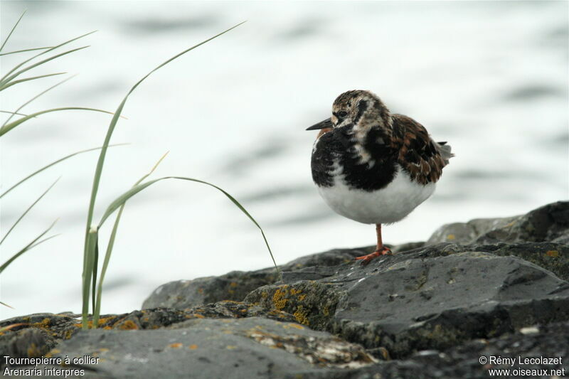 Ruddy Turnstone