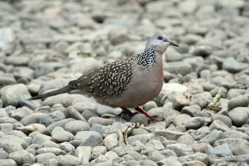 Spotted Dove