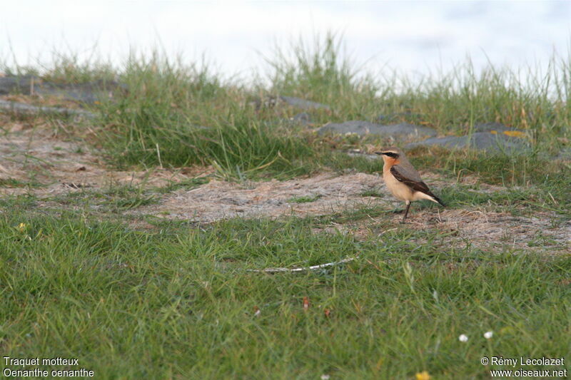 Northern Wheatear male adult