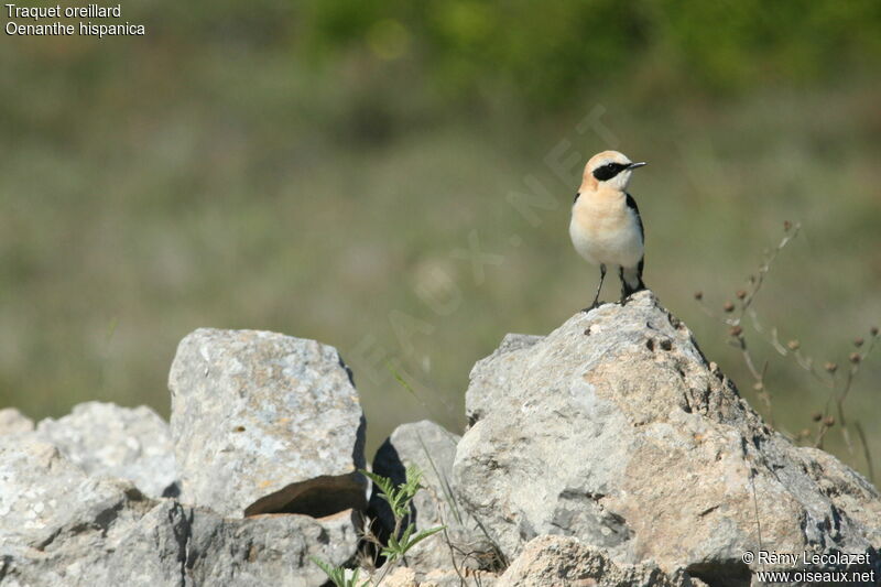 Western Black-eared Wheatear male adult breeding