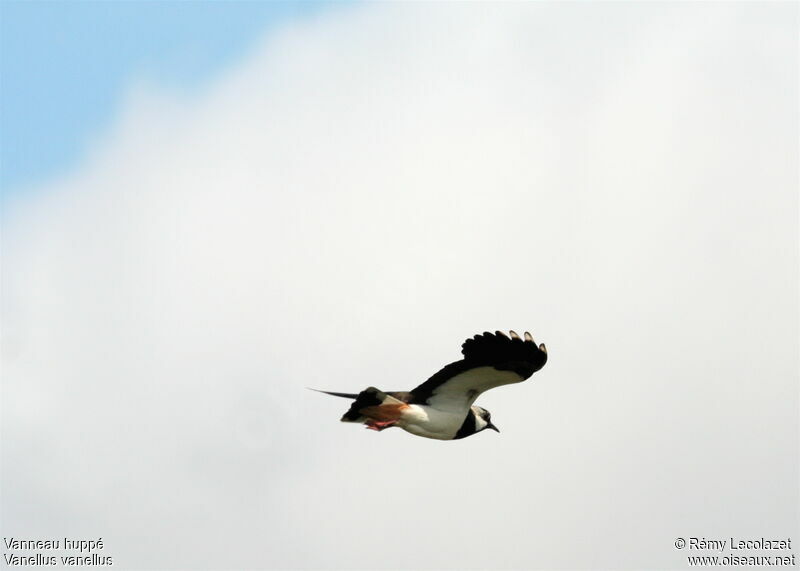 Northern Lapwing