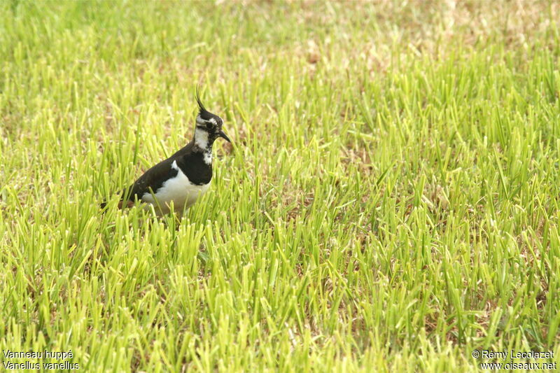 Northern Lapwing