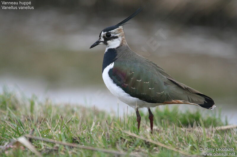 Northern Lapwing