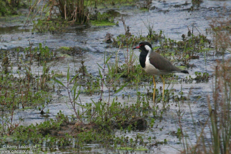 Red-wattled Lapwing