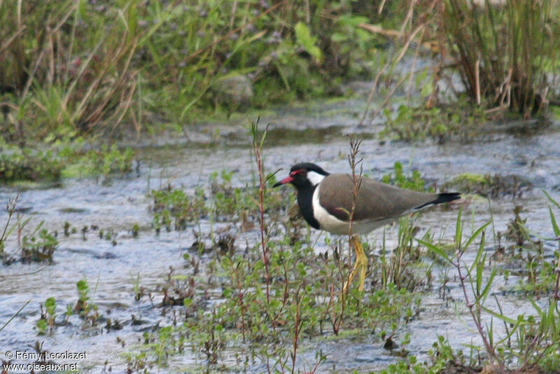 Red-wattled Lapwing