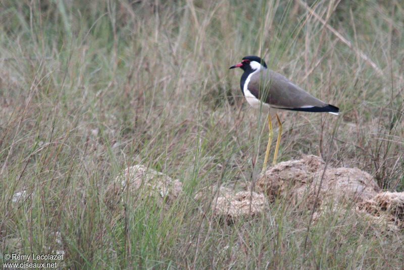 Red-wattled Lapwing