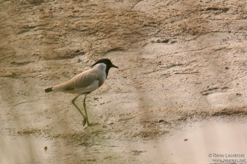 River Lapwing