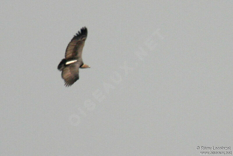 White-rumped Vulture