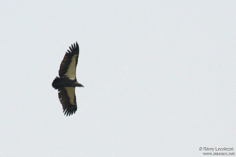 White-rumped Vulture