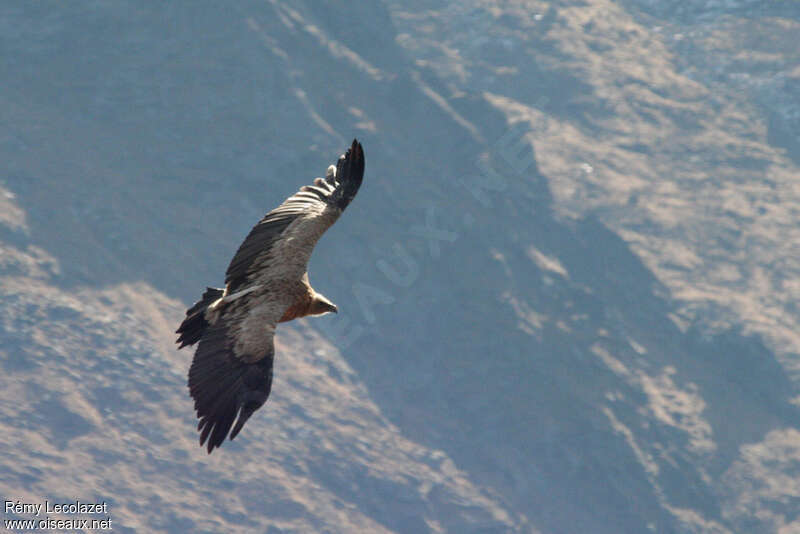 Vautour de l'Himalayasubadulte, habitat, Vol