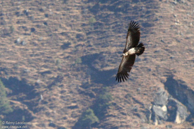 Vautour de l'Himalaya