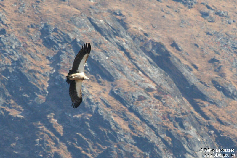 Vautour de l'Himalayaadulte, Vol