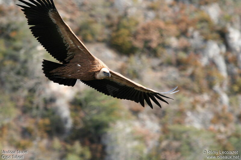 Griffon Vulture