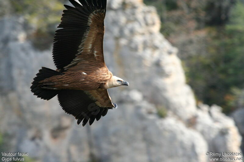 Griffon Vulture