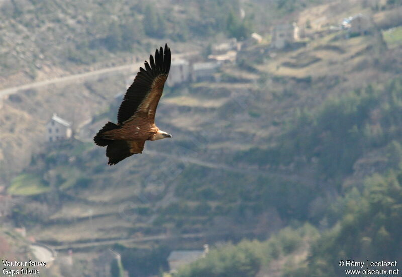 Vautour fauve