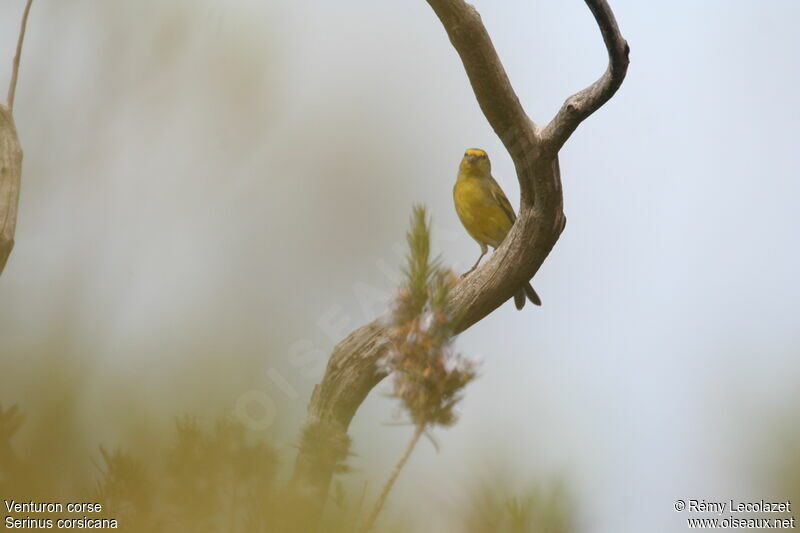 Corsican Finch male adult