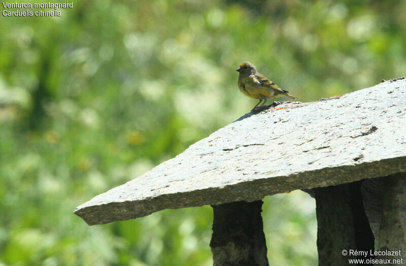 Citril Finch male adult breeding