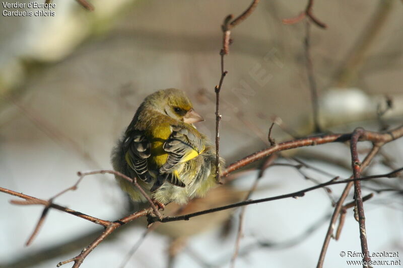 European Greenfinch