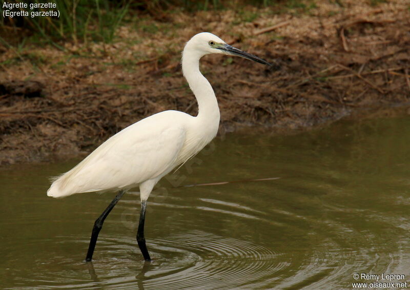 Little Egretadult