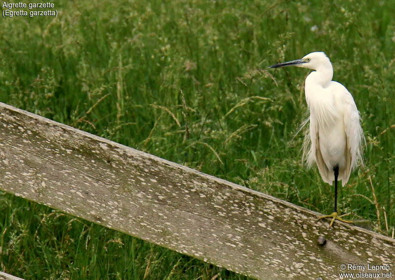 Little Egretadult