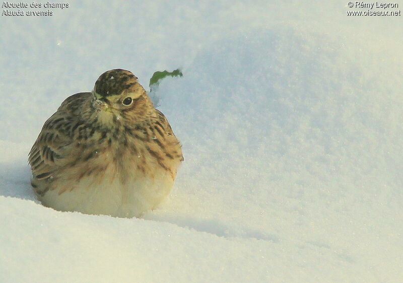 Eurasian Skylark