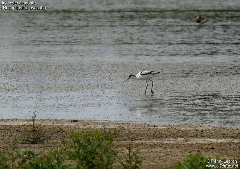 Pied Avocetadult