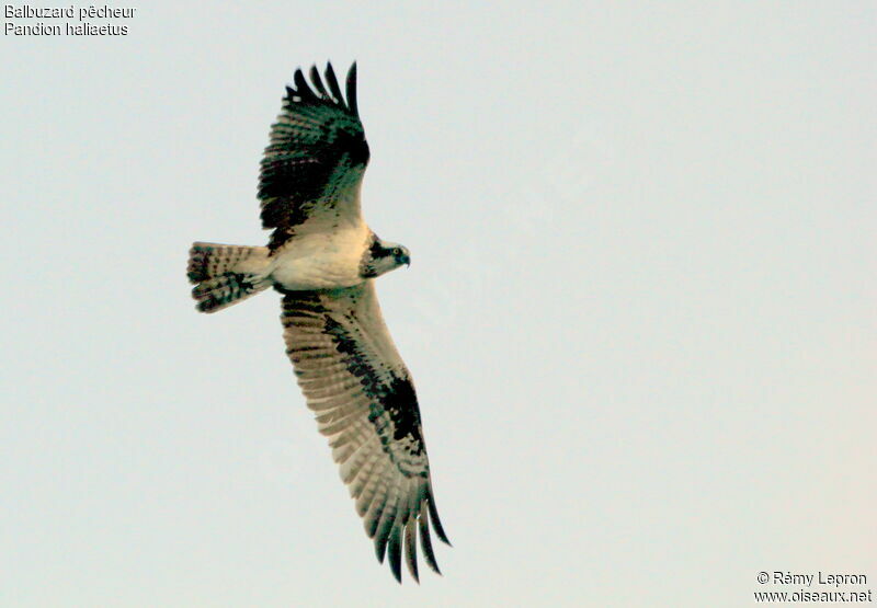 Balbuzard pêcheur