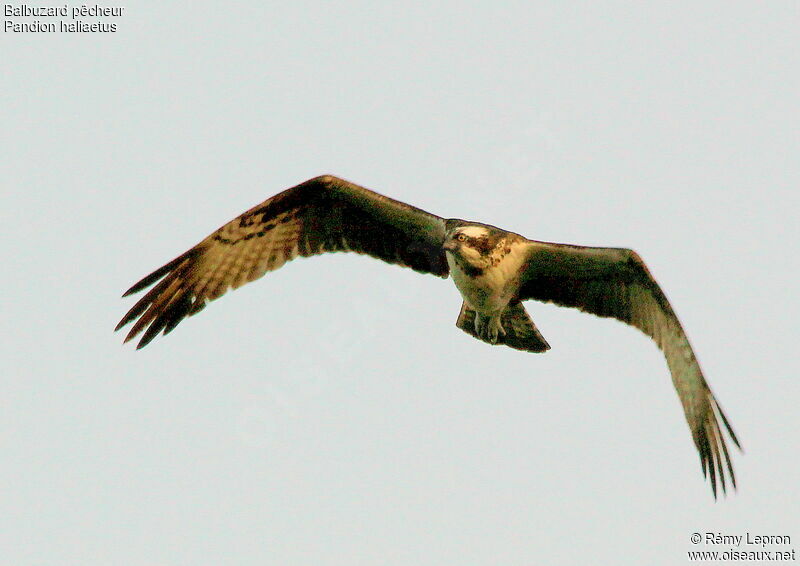 Balbuzard pêcheur