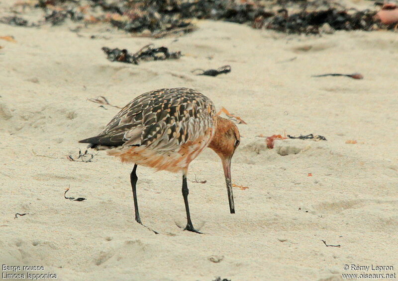 Bar-tailed Godwit male adult