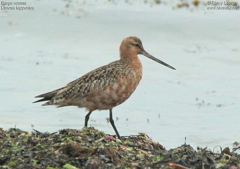 Bar-tailed Godwit male adult