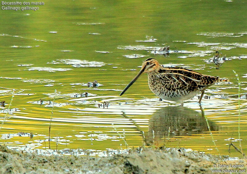 Common Snipe