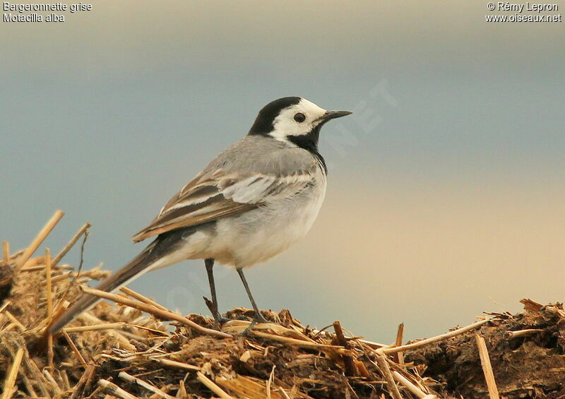 White Wagtail