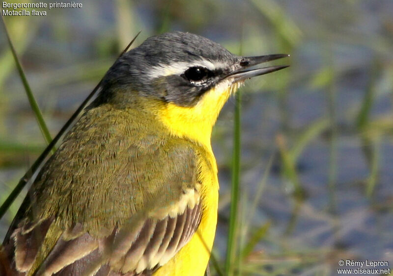 Western Yellow Wagtail