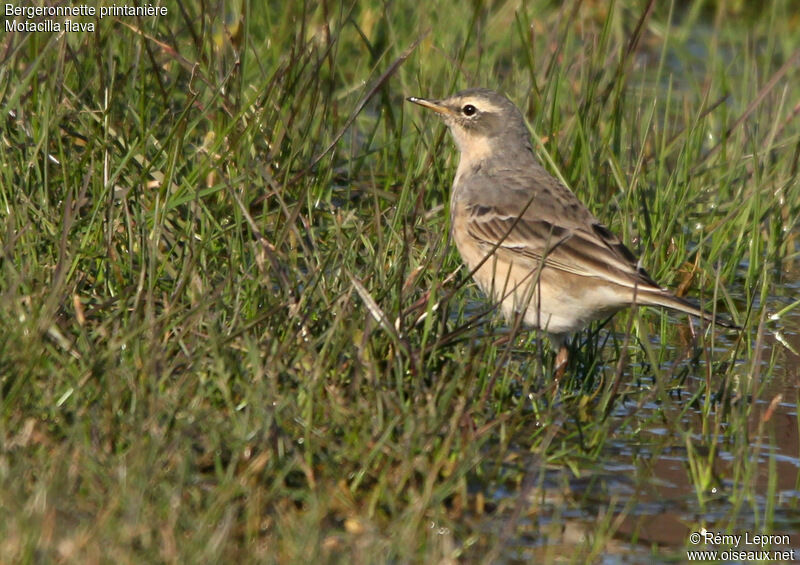 Bergeronnette printanière