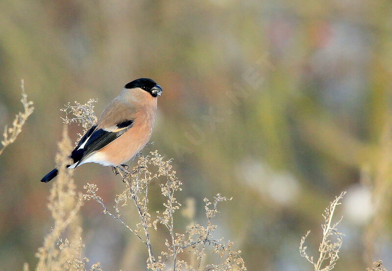 Eurasian Bullfinch female adult