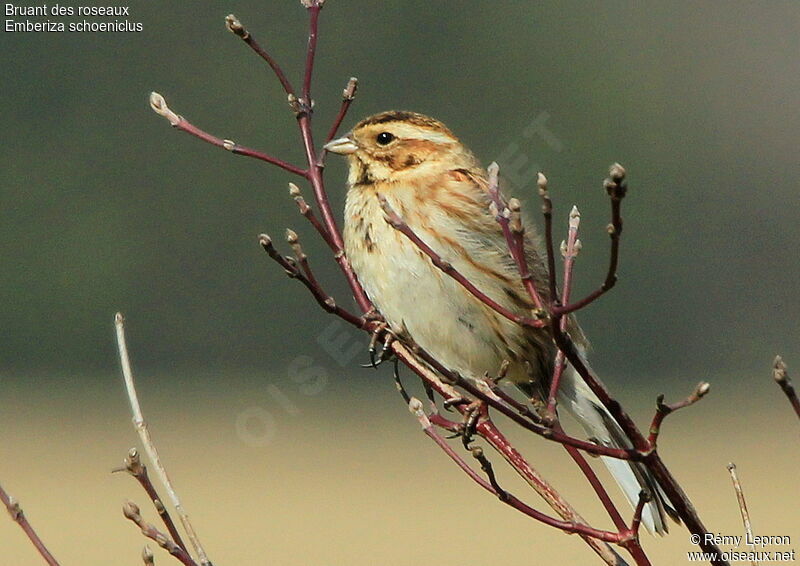 Common Reed Bunting female adult