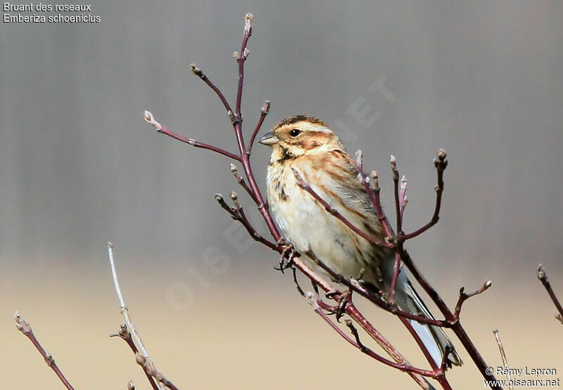 Common Reed Bunting