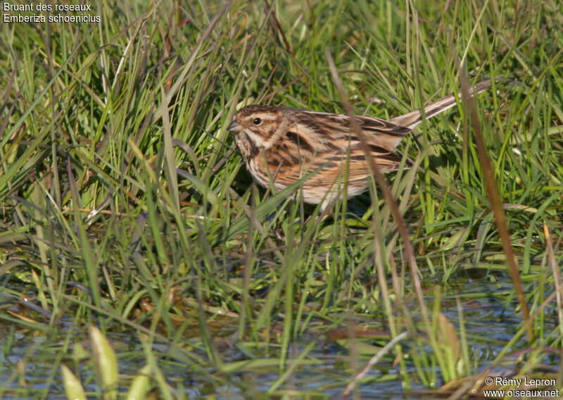 Common Reed Bunting