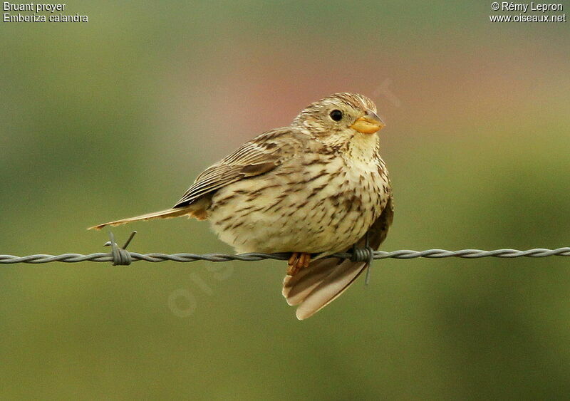 Corn Bunting male