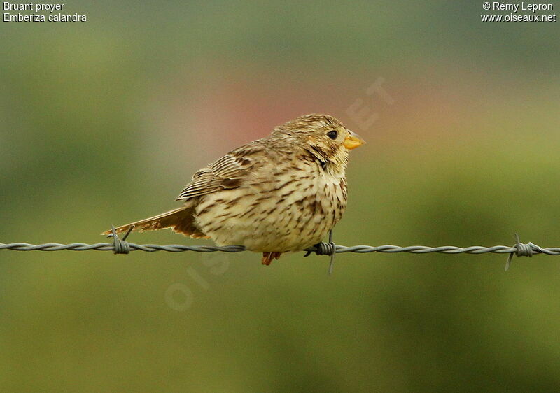 Corn Bunting male