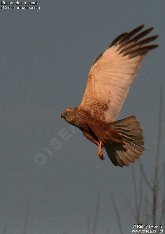 Western Marsh Harrier male adult