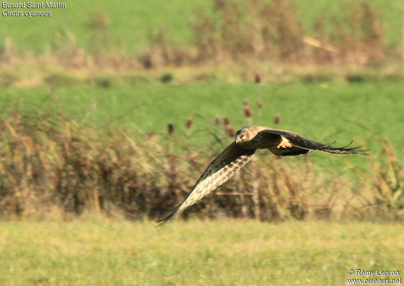 Hen Harrier female