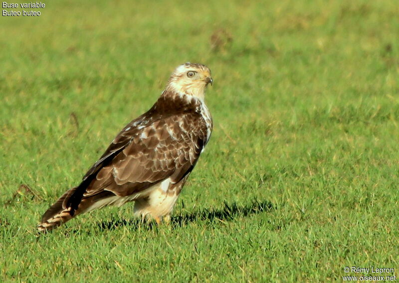 Buse variable