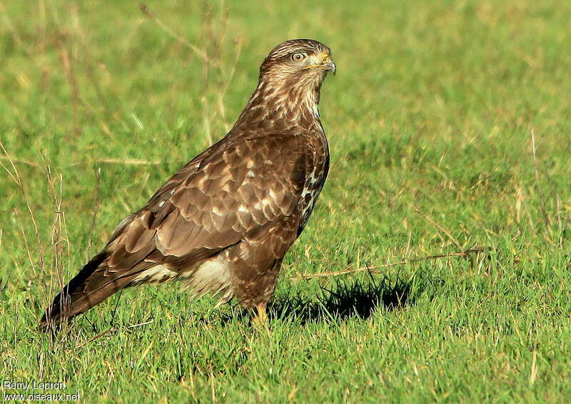 Common Buzzardsubadult, identification