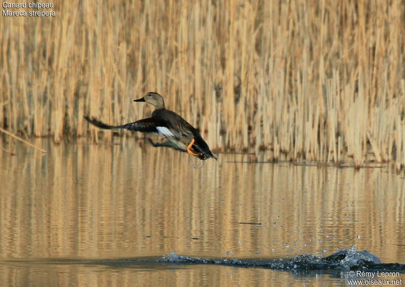 Canard chipeau mâle adulte