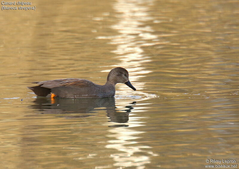 Canard chipeau mâle adulte